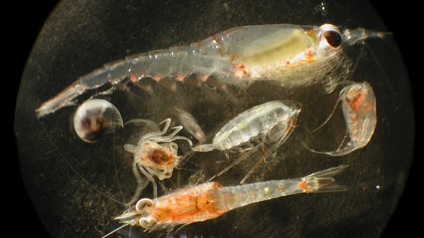 Ocean zooplankton (shown) may accidentally munch on nutrient-poor sediment particles in waste plu...