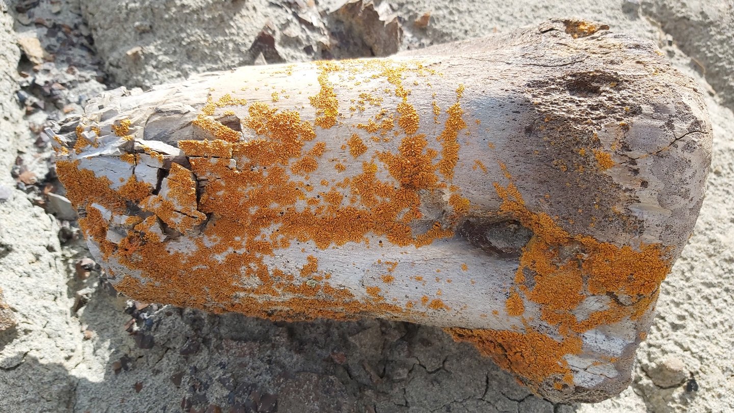 Orange lichen growing on dinosaur bones (one shown) in Dinosaur Provincial Park can be detected b...