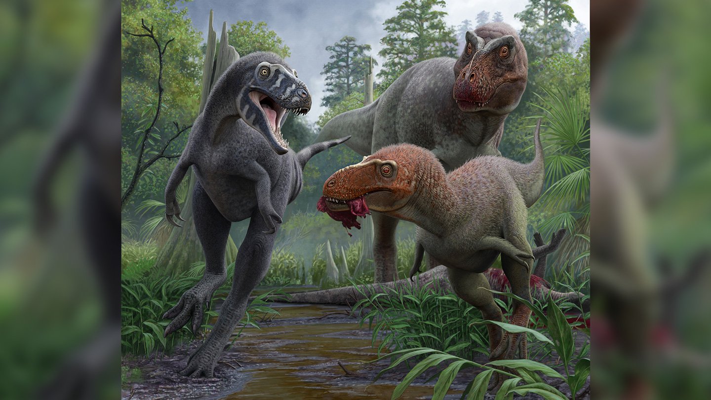 A full-grown Nanotyrannus lancensis (illustrated, left) competes for food with a juvenile, feathe...
