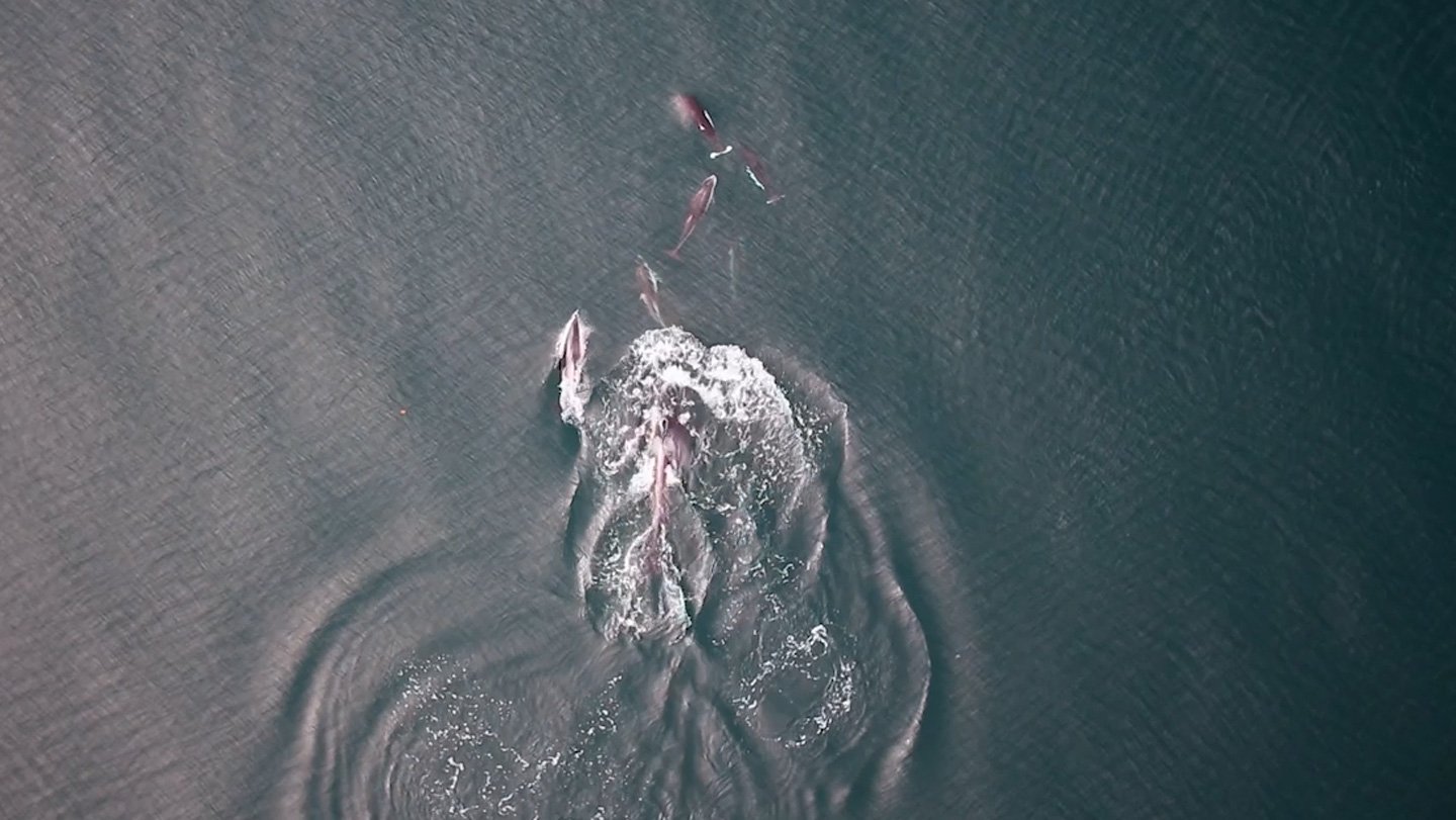 A. Trites/Univ. of British Columbia; S. Fortune/Dalhousie Univ.; K. Holmes/Hakai Institute; X. Ch...