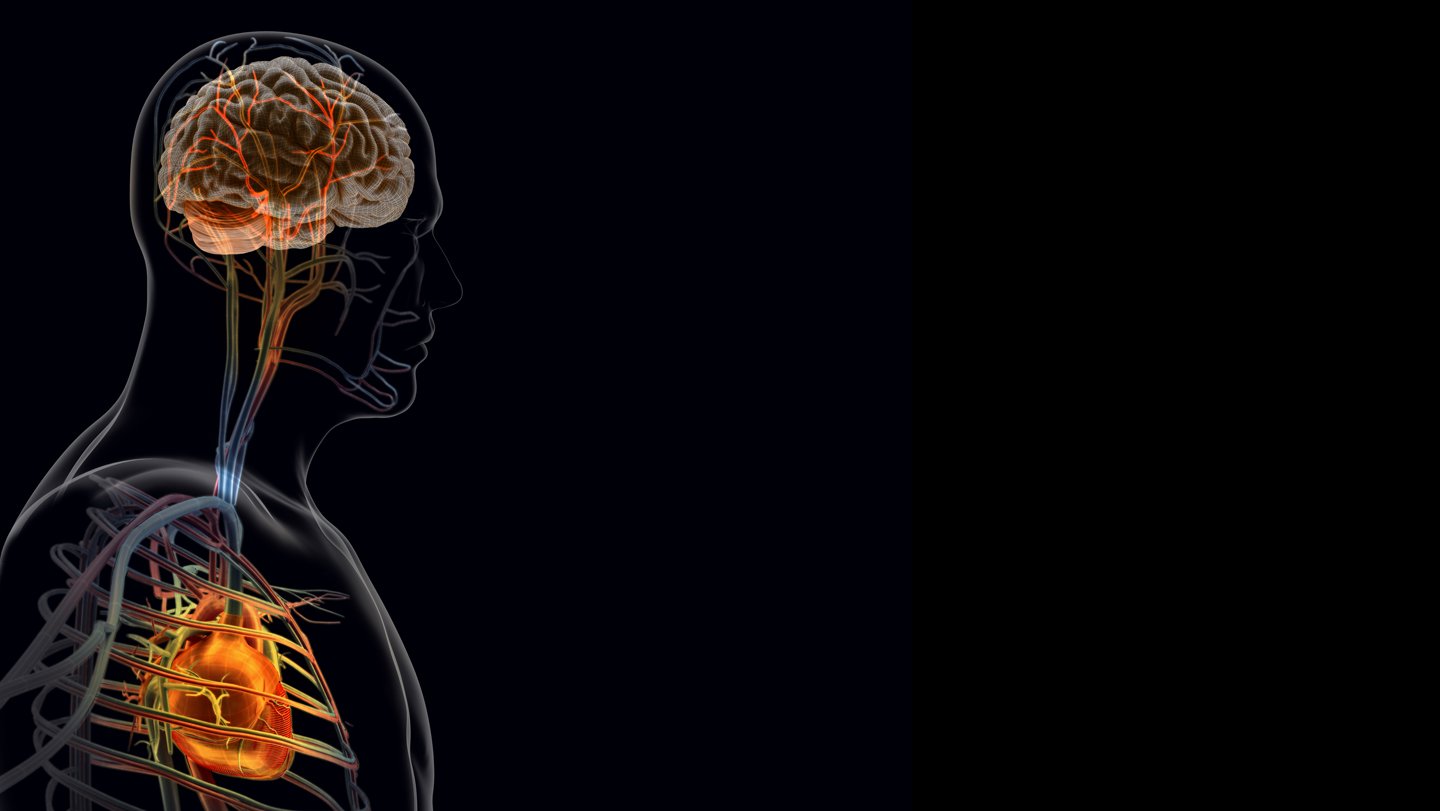 Nerve pathways linking the heart and brain play a key role in inflammation and the body’s respo...