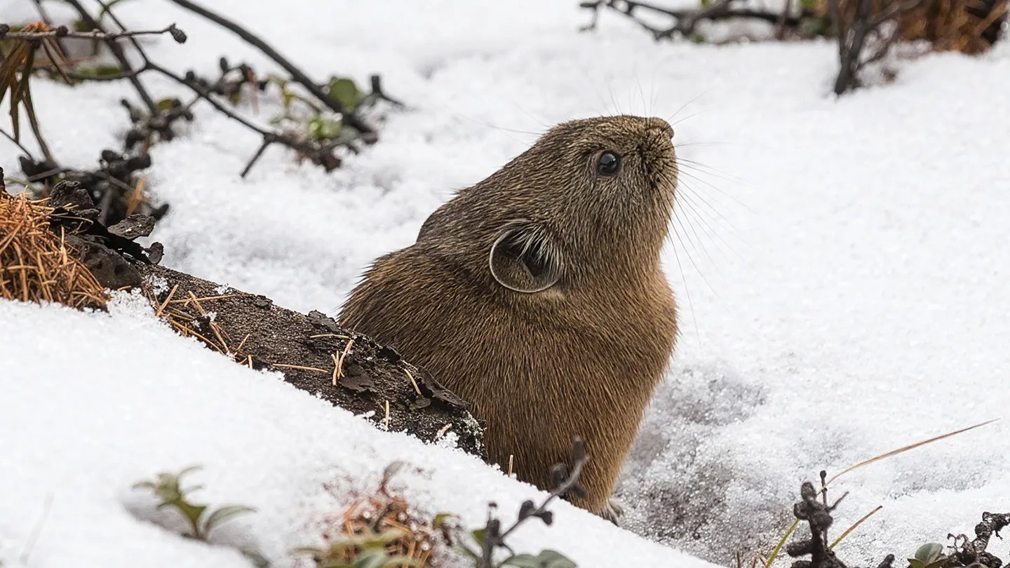 A pika peeks out from its winter home under the snowpack, a diverse ecosystem called the subniviu...