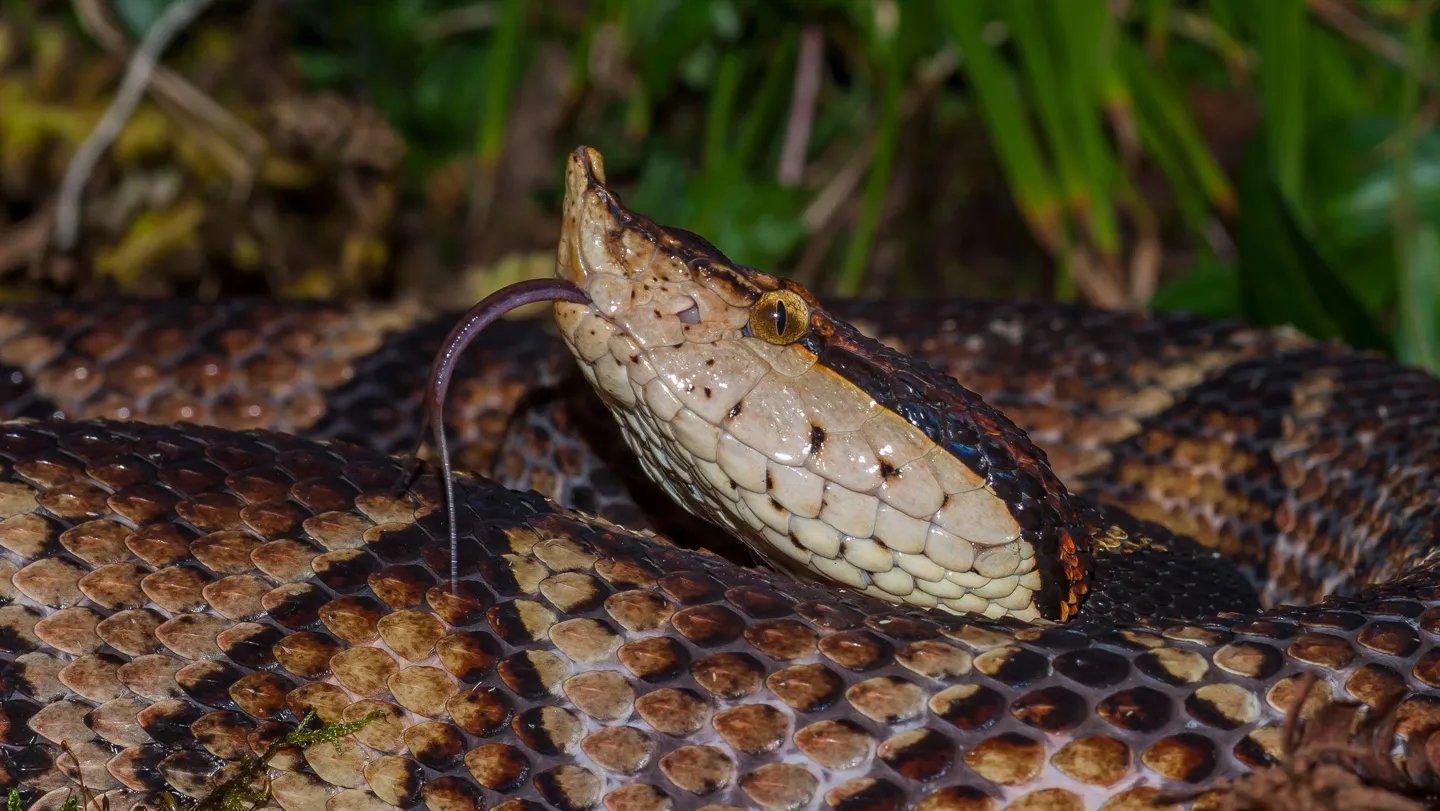 Vipers like this Chinese moccasin (Deinagkistrodon acutus) can cause catastrophic muscle damage w...