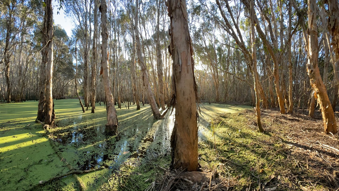 Wetlands are a major source of climate-warming methane. Microbes living in tree bark consume this...