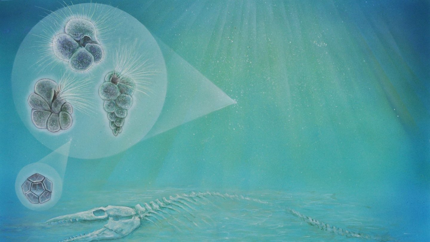 This artist's rendition depicts three forms of new plankton species (top left) and algae (middle ...