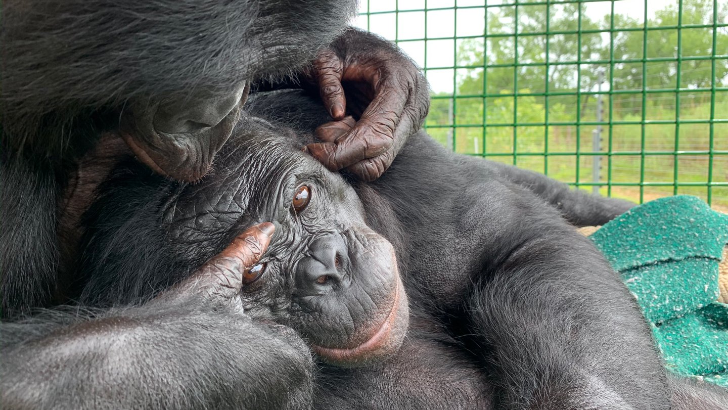 Kanzi, the bonobo who could communicate with word-linked symbols, is groomed by another bonobo na...