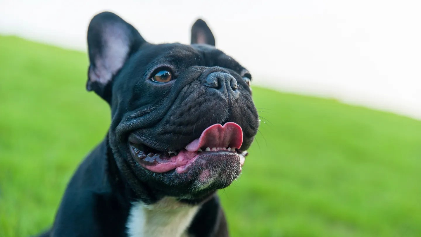 Smooshed “brachycephalic“ snouts such as those found in pugs and French bulldogs (shown) brin...