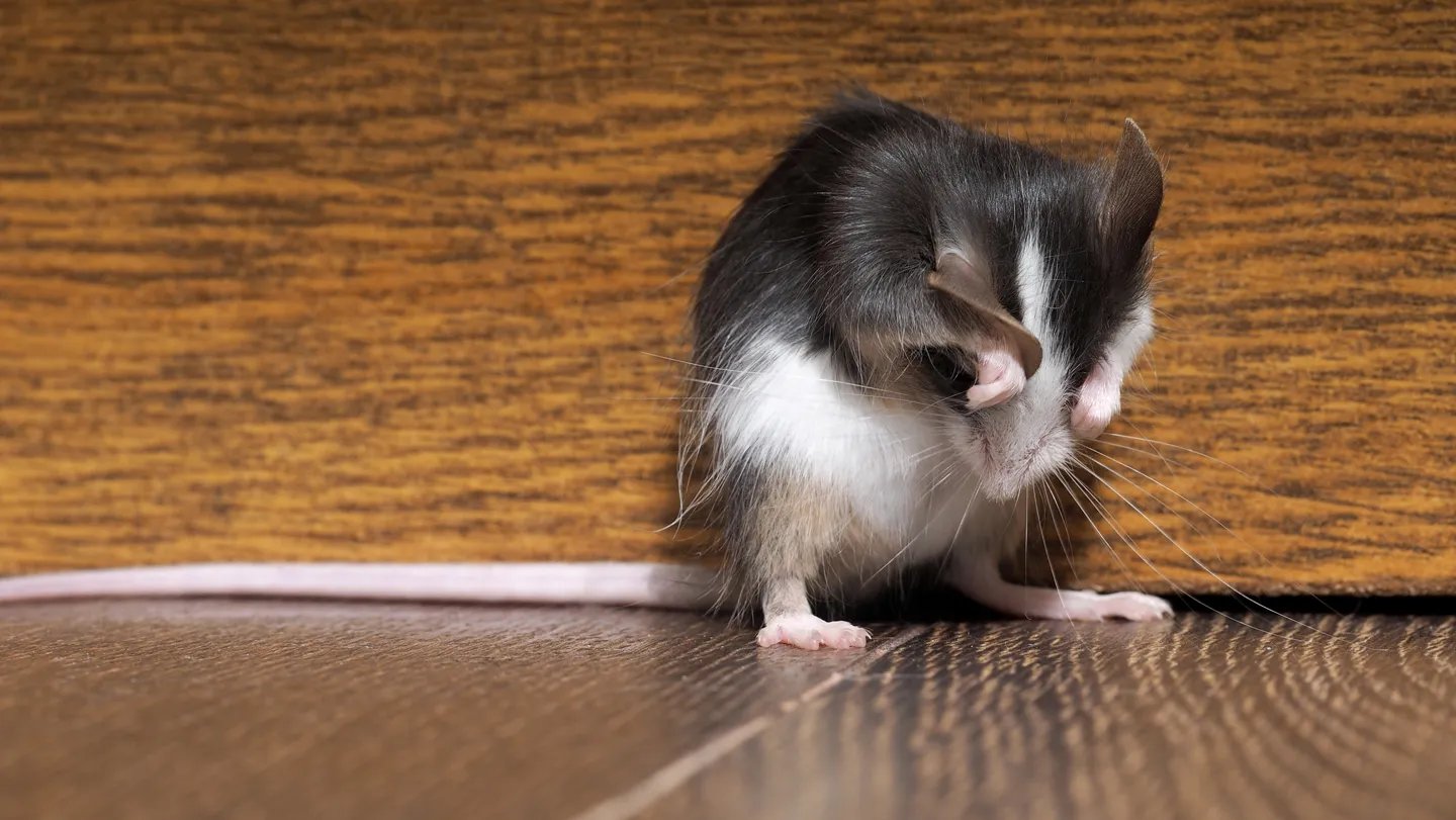 A study in mice may have solved the molecular mystery of why scratching relieves an itch. kozorog...