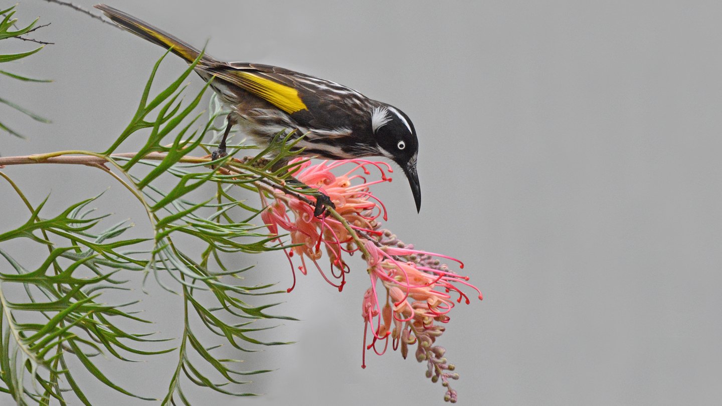 The New Holland honeyeater is a nectar-sipping bird from Australia. It can thrive on its sickenin...