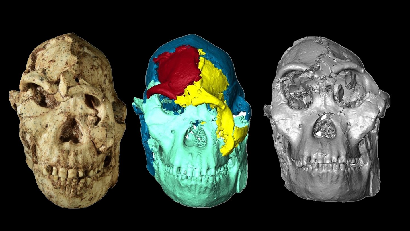 The original skull (left), digital scan (middle) and reconstructed face of Little Foot offer a cl...