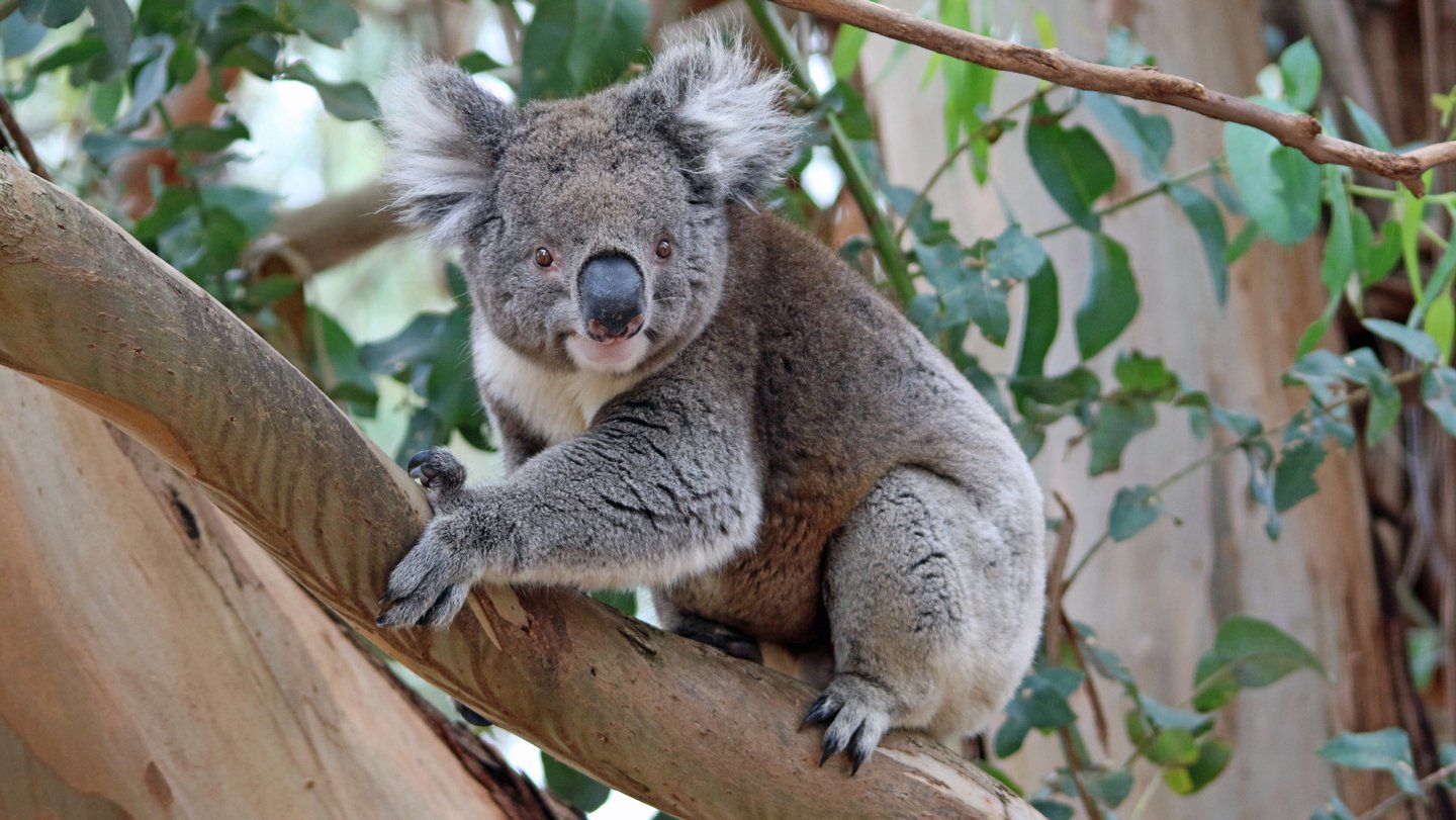 Some koalas in Australia have rebounded their numbers from a small pool of individuals. Their gen...