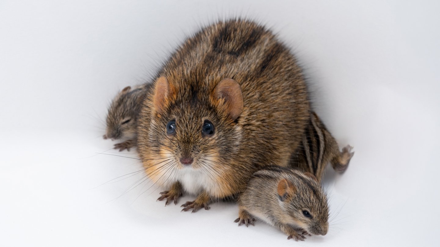 A male African striped mouse tends his pups. A gene called Agouti, which was previously known to ...