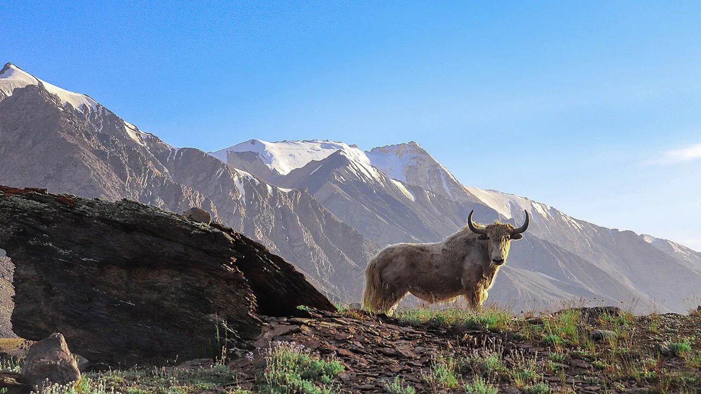 Animals that live at high altitudes, such as this yak in Pakistan, have a genetic mutation that m...
