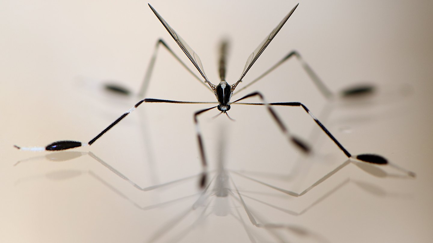 Phantom crane flies use their long legs to fly, holding their wings still as they float on updraf...