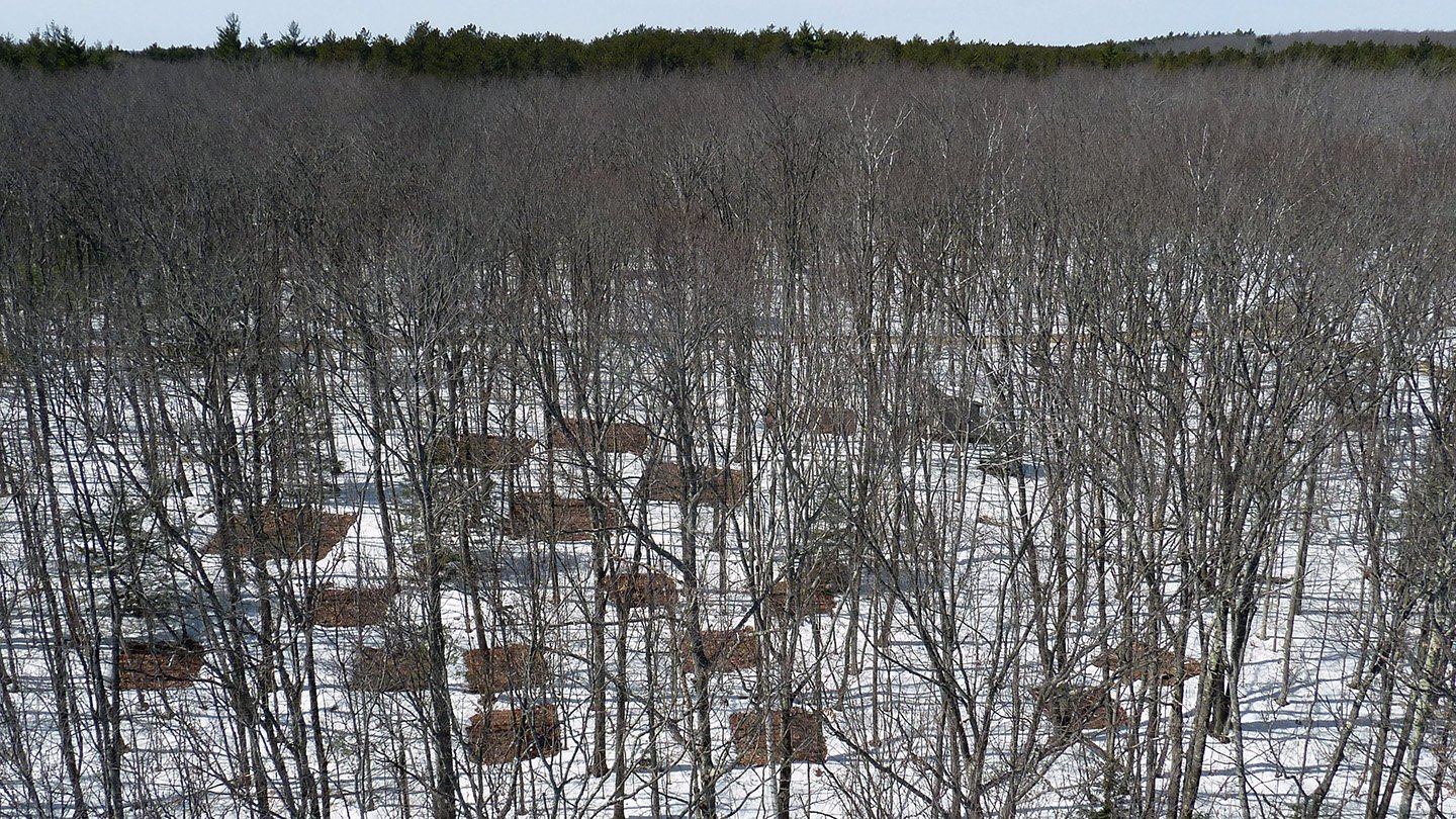 At the Prospect Hill field site in Harvard Forest, an experiment that imitates the effects of cli...