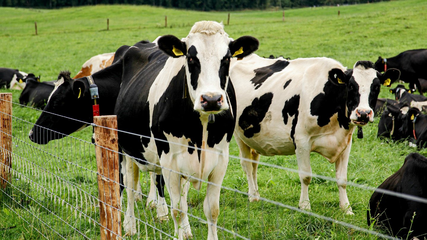 H5N1 bird flu viruses have evolved to grasp a sugar found on cattle cells, but not on humans’ o...