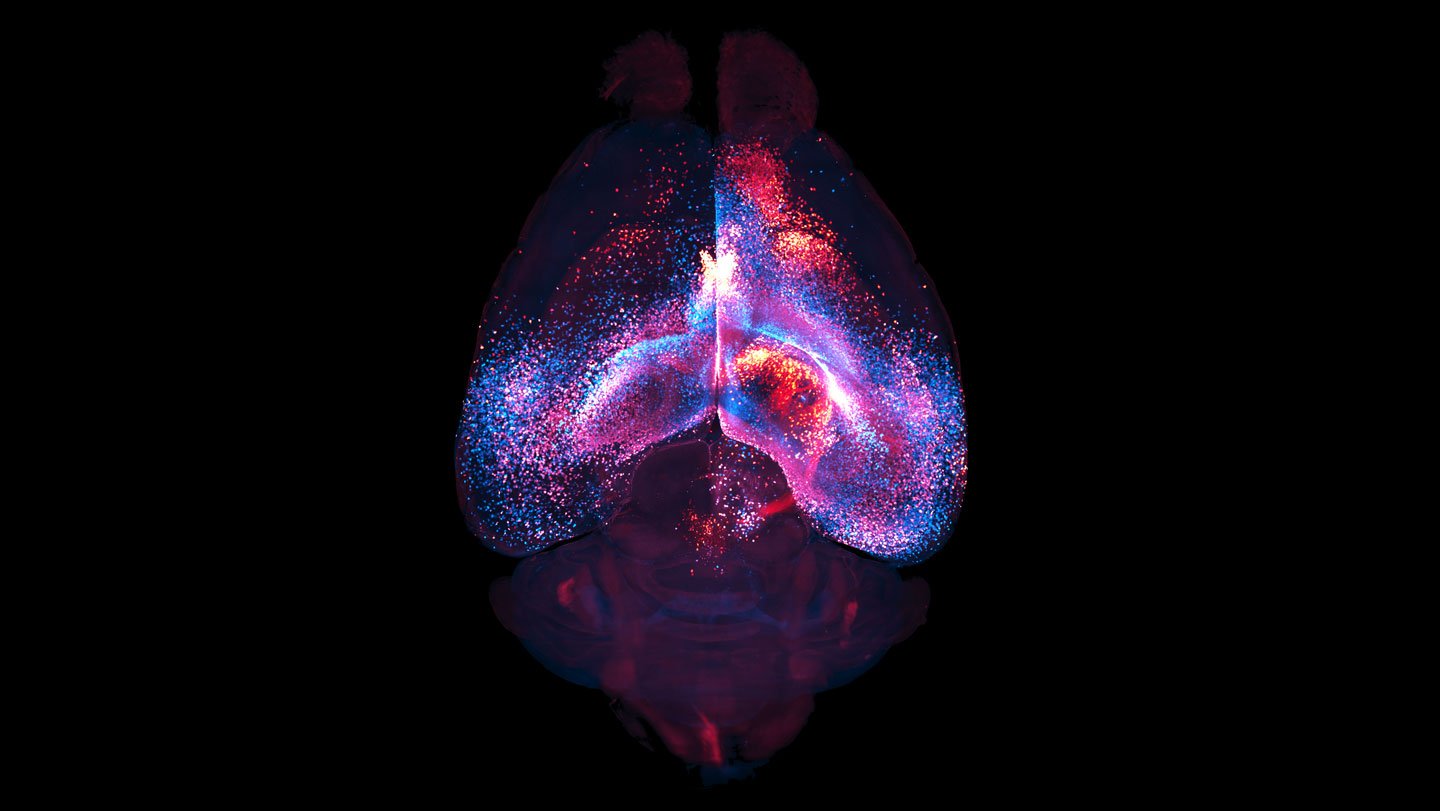 Astrocytes, often relegated to 