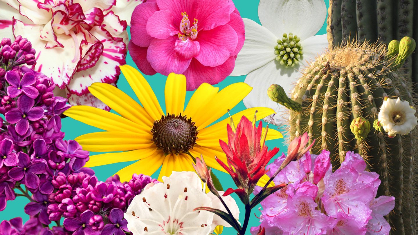 The official flowers of all U.S. states and territories (some shown) are on display at the botani...