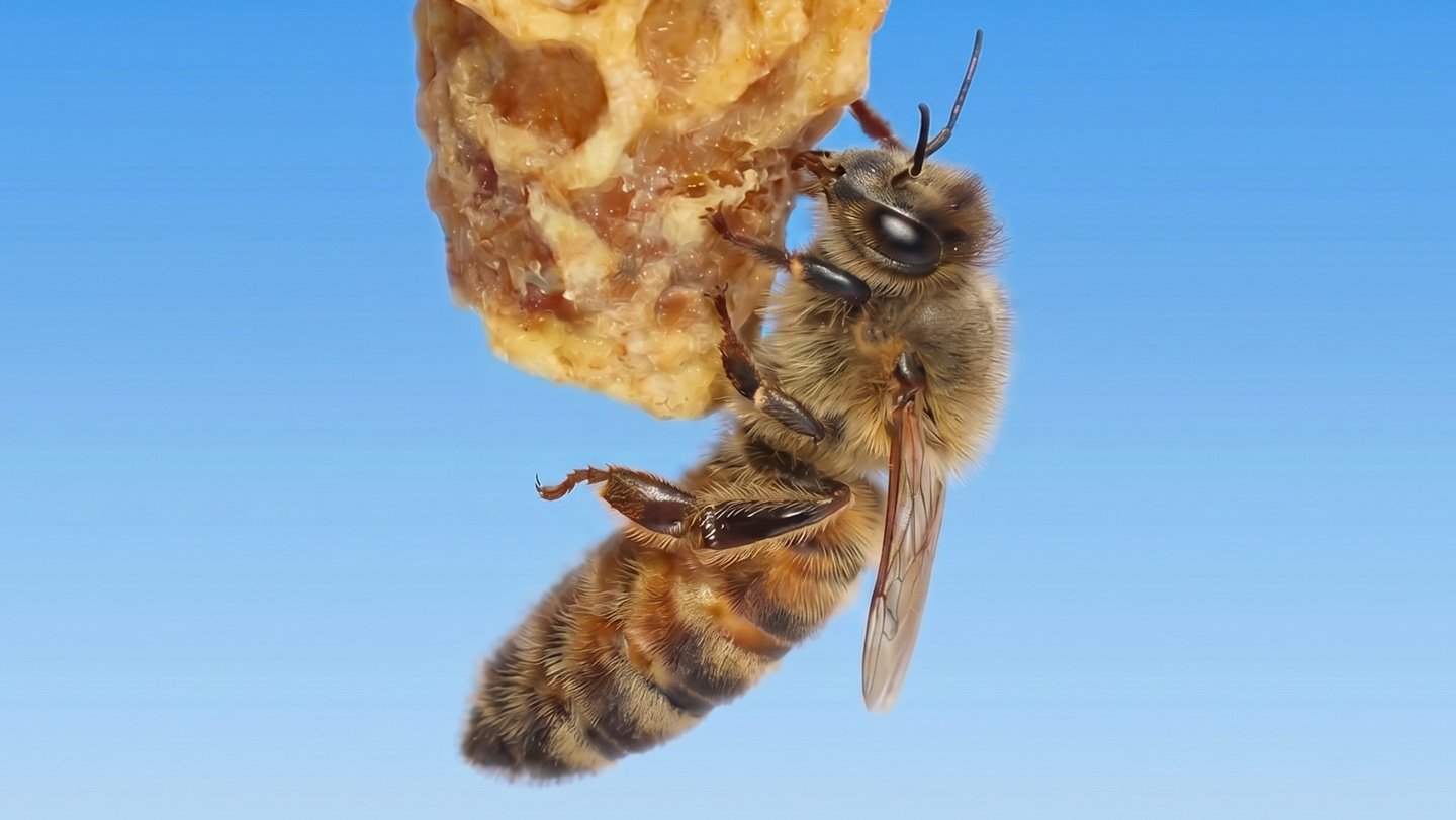 A queen honeybee clings to the rough, peanut-shaped wax of its cell. New research finds that the ...
