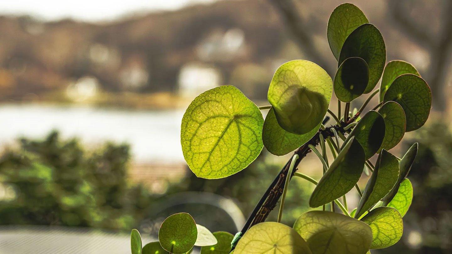 Light filters through the leaves of a Chinese money plant, showing a mosaic of veins and water-ve...