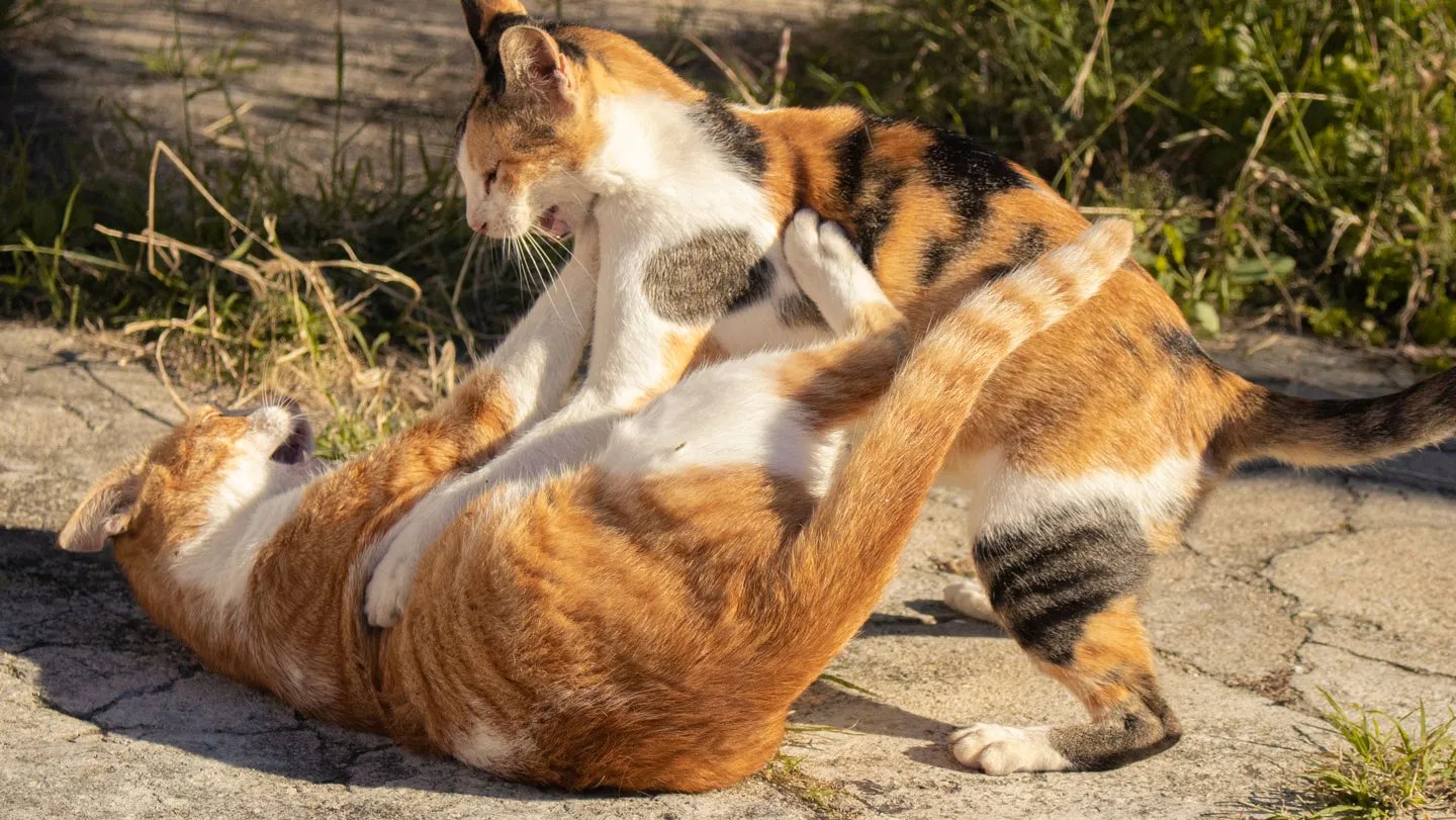 A fungus that first started infecting cats in Brazil is spreading through South America. Cats, li...