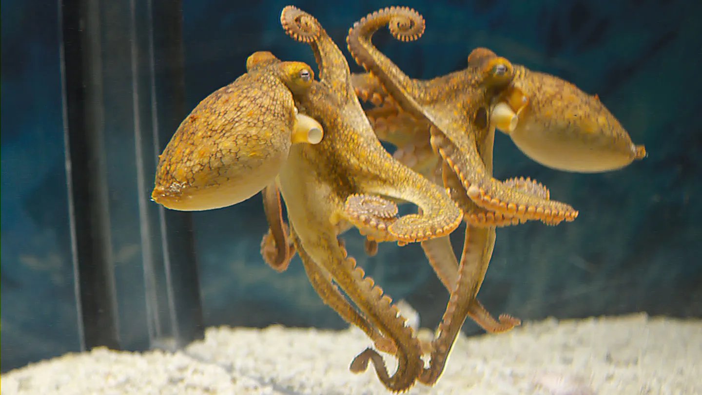 Octopuses initially approach a mirror to find reflected prey, but they eventually learn to move d...