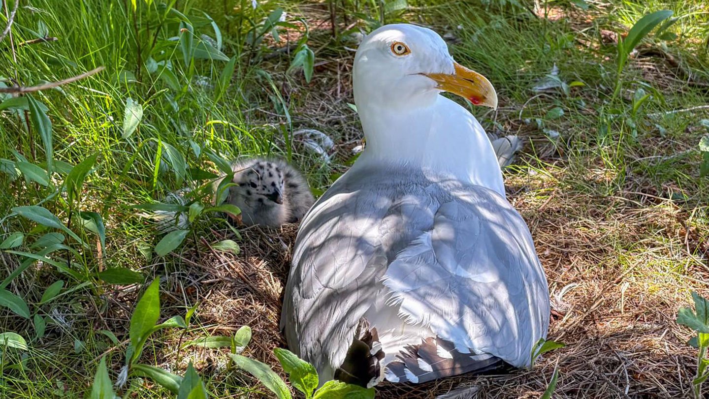 An adult American herring gull guards chicks at its nest on Kent Island, New Brunswick, Canada. D...