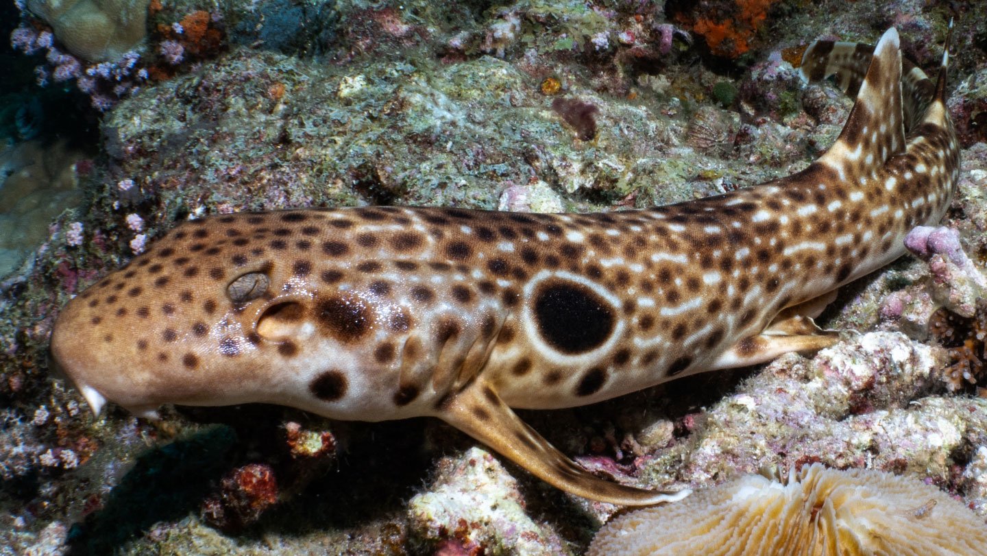 The meter-long Dudgeon walking shark, recently discovered in Milne Bay, Papua New Guinea, has a u...
