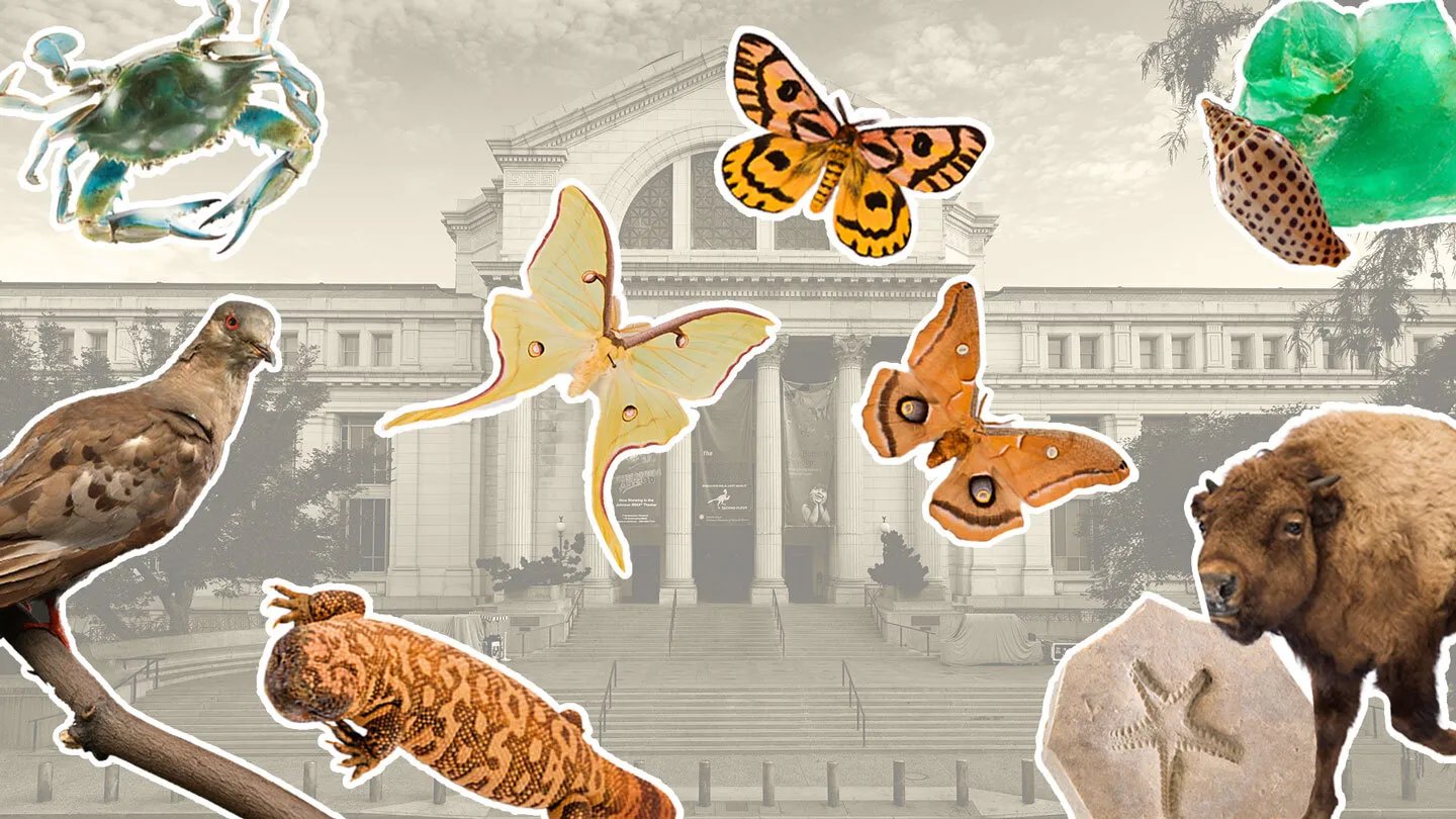 To celebrate America's 250th birthday, the Smithsonian National Museum of Natural History is high...