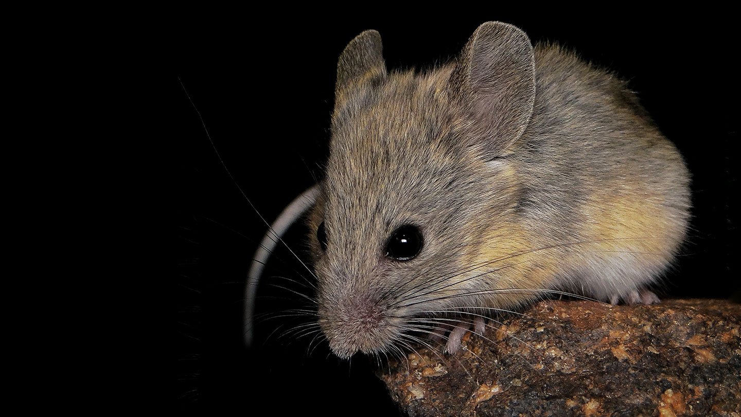 Some Andean leaf-eared mice (one shown) have adapted to living at high altitude in part by genera...