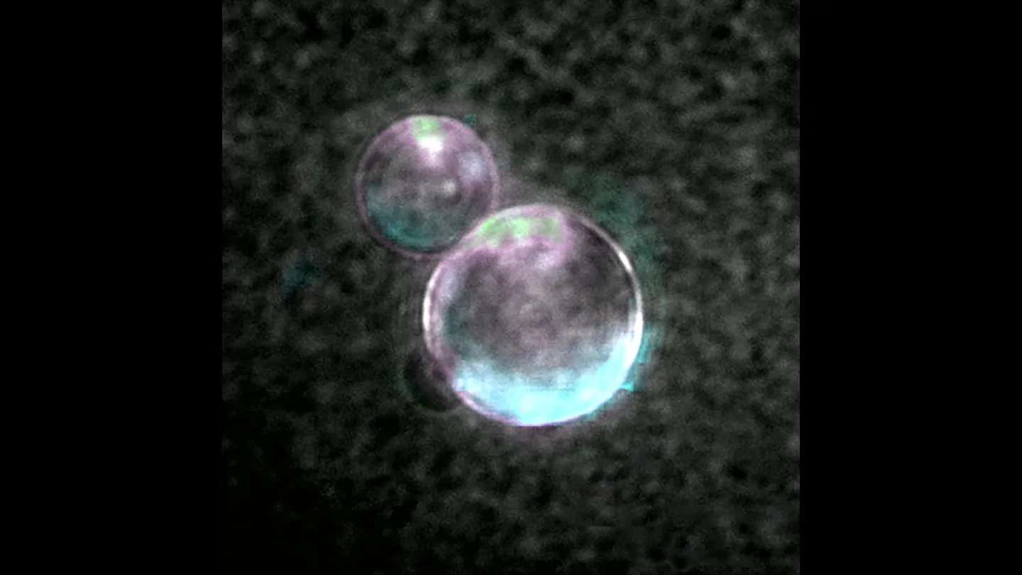 Orion Venero/Adamala Lab/Univ. of Minnesota