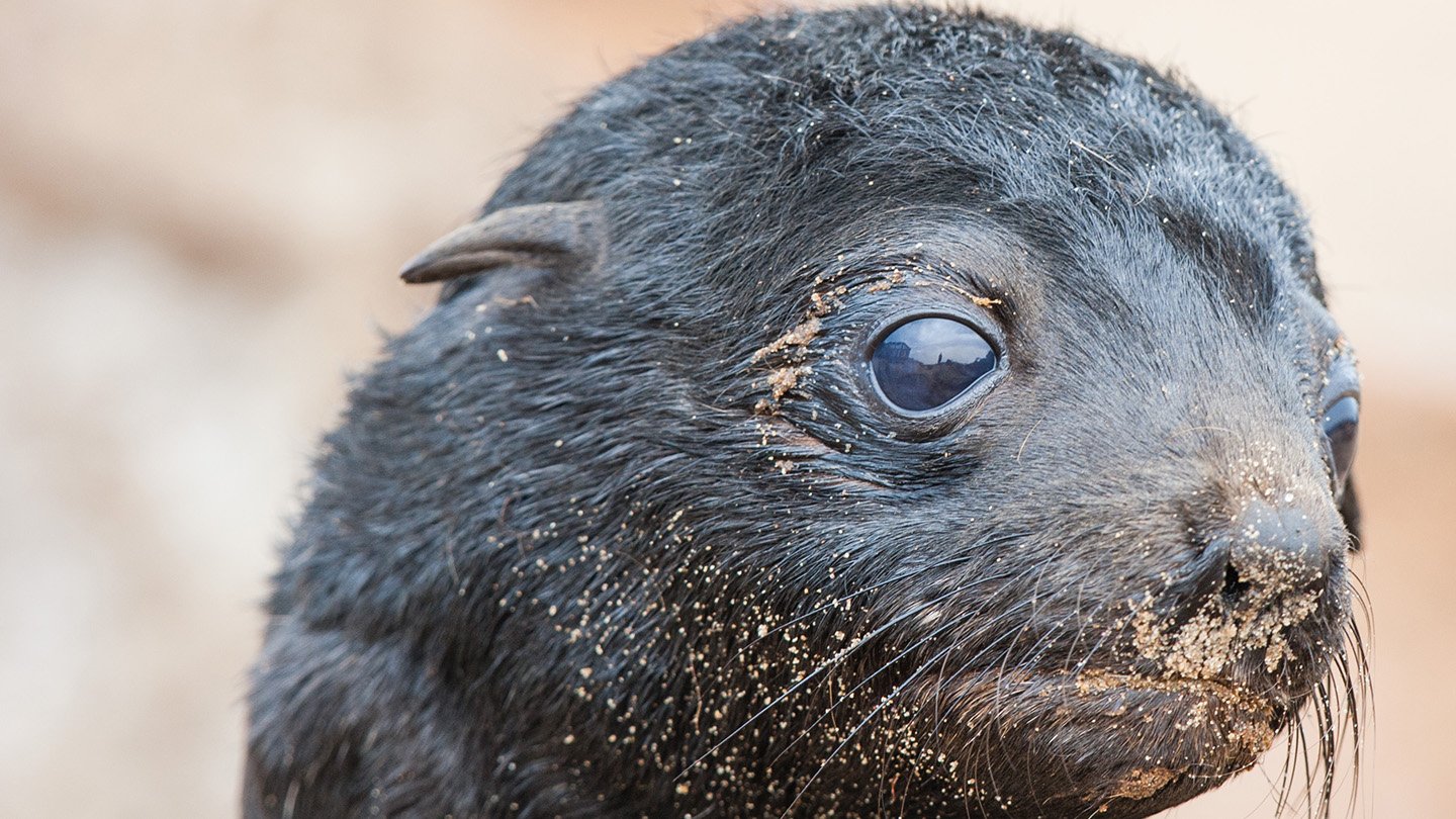 Although not all pinnipeds have visible ears, like this baby brown fur seal (Arctocephalus pusill...