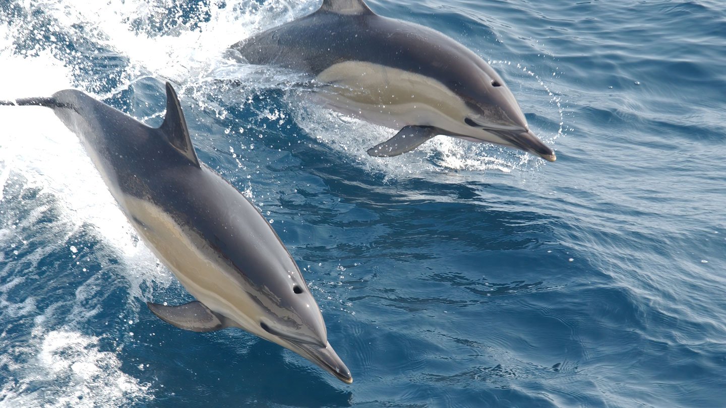 Six million common dolphins live in oceans around the world. How they respond to marine pollution...