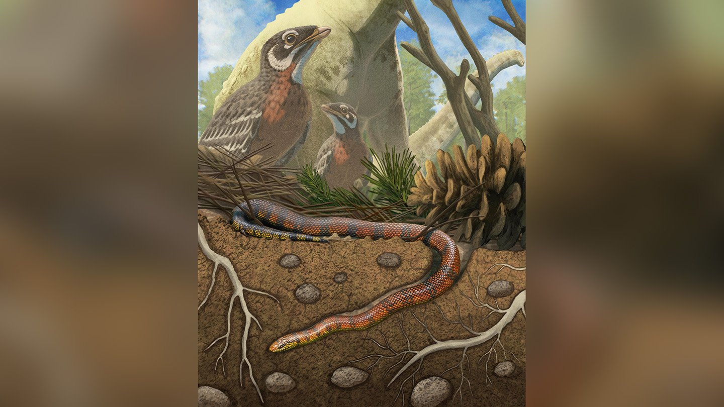 A newfound species of ancient snake, named Tametara mirim (illustrated), would have lived alongsi...