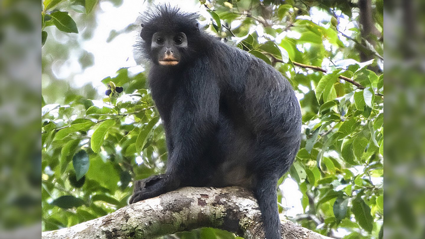 This distinct, orange-mouthed African monkey called Colobus congoensis found in a forest of Democ...