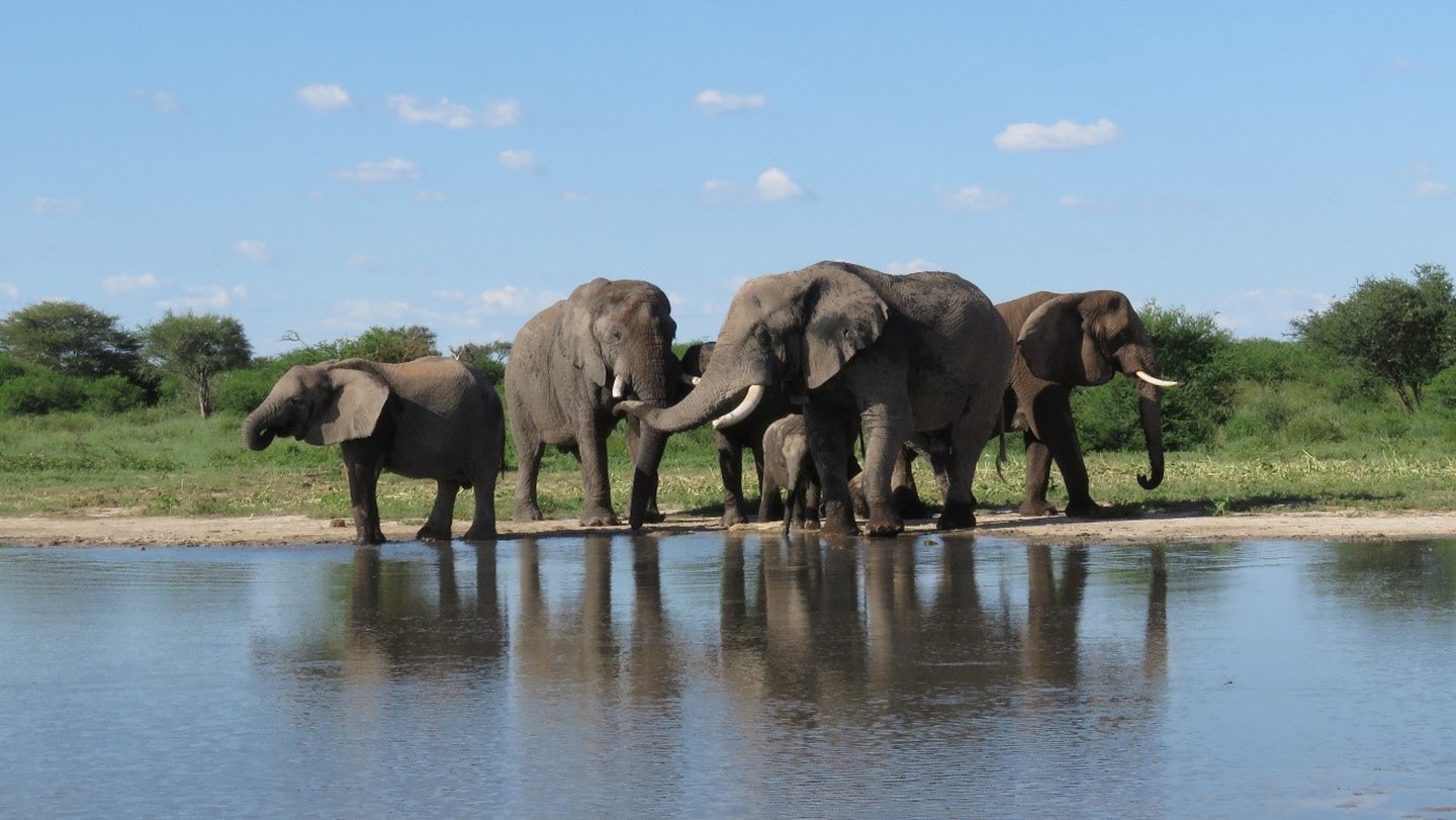 These elephants on the !Khamab Kalahari Reserve in South Africa appear to have adjusted to the wi...