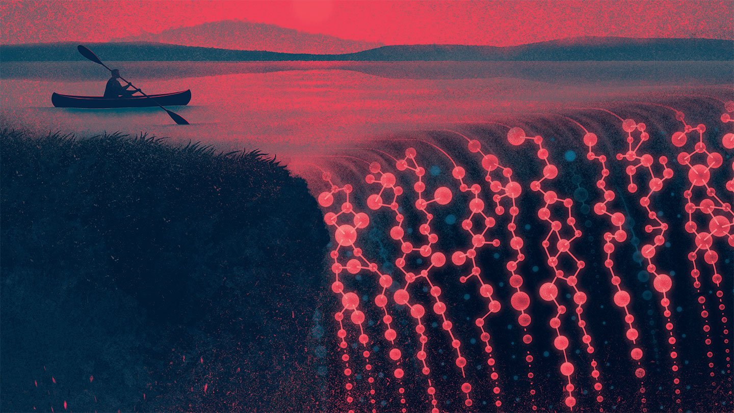 Illustration by Stefania Infante
