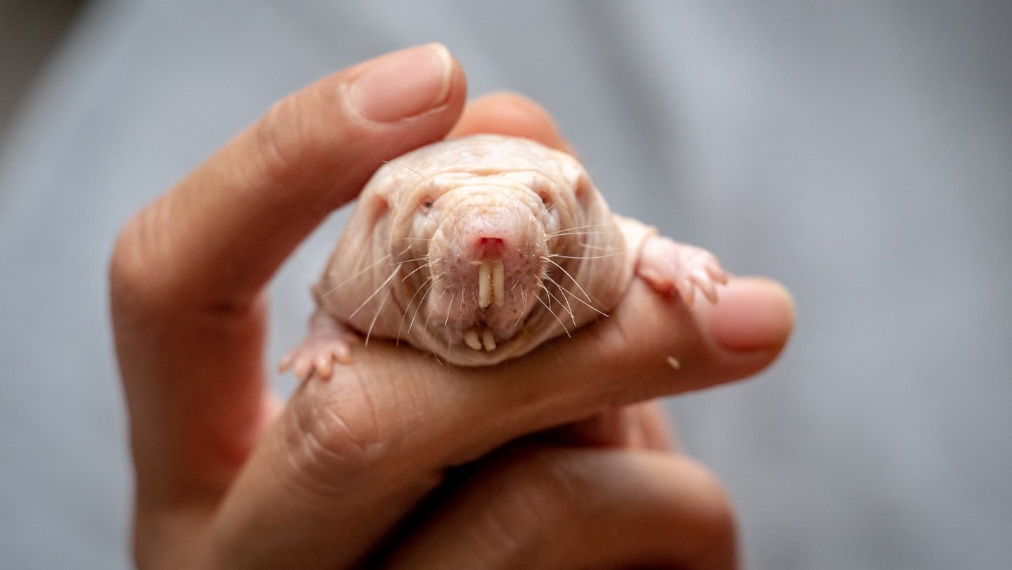 Naked mole-rats live in highly cooperative societies, but they can be vicious fighters. Scientist...
