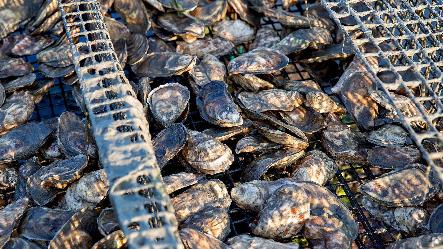 During harmful algal outbreaks, shellfish can accumulate saxitoxin — a neurotoxin that causes...