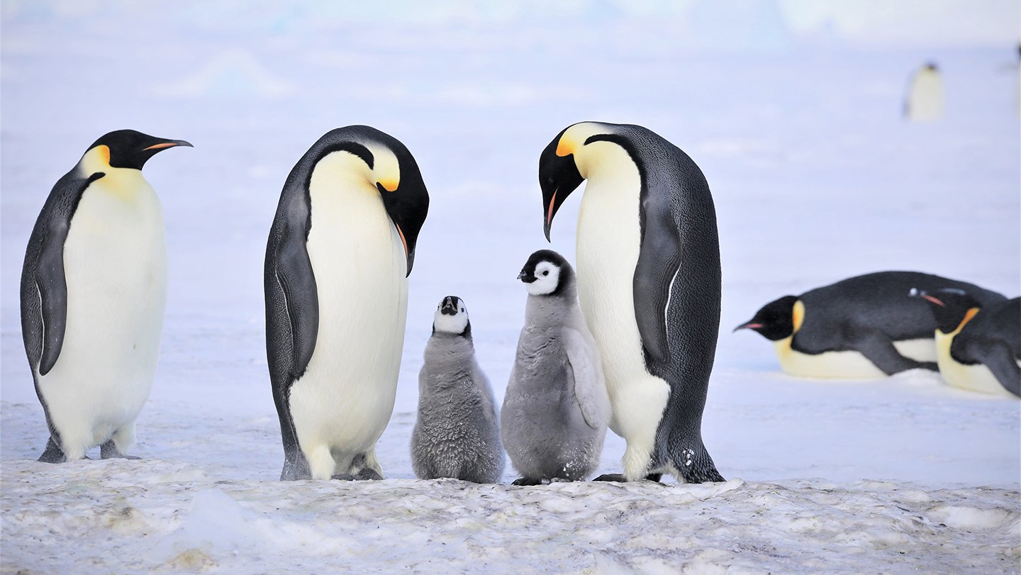 For young emperor penguins like these, getting enough food is a matter of life or death. Myeongho...