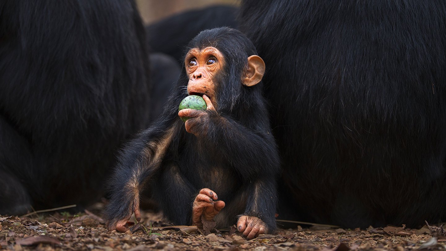 A new analysis of the diets of early human ancestors and close relatives, including chimpanzees (...