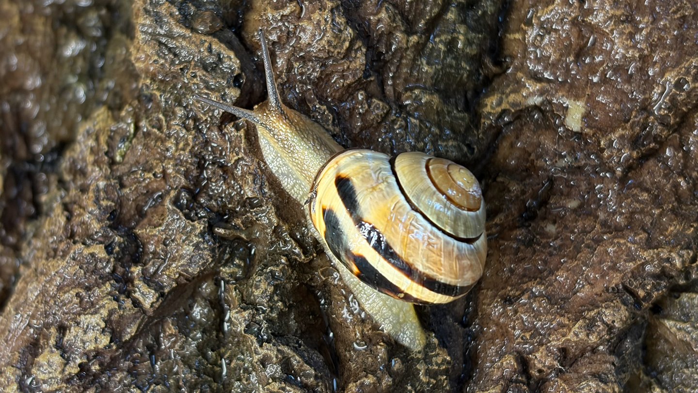 Land snails like the grove snail (Cepaea nemoralis) (shown) can make five different kinds of mucu...