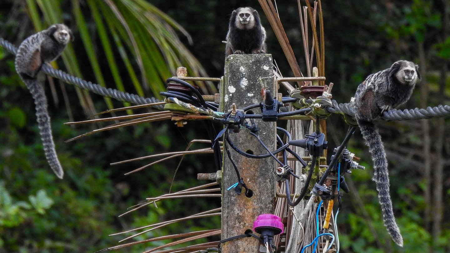 Computer simulations suggest that marmosets, such as these sitting on powerlines in urban Brazil,...