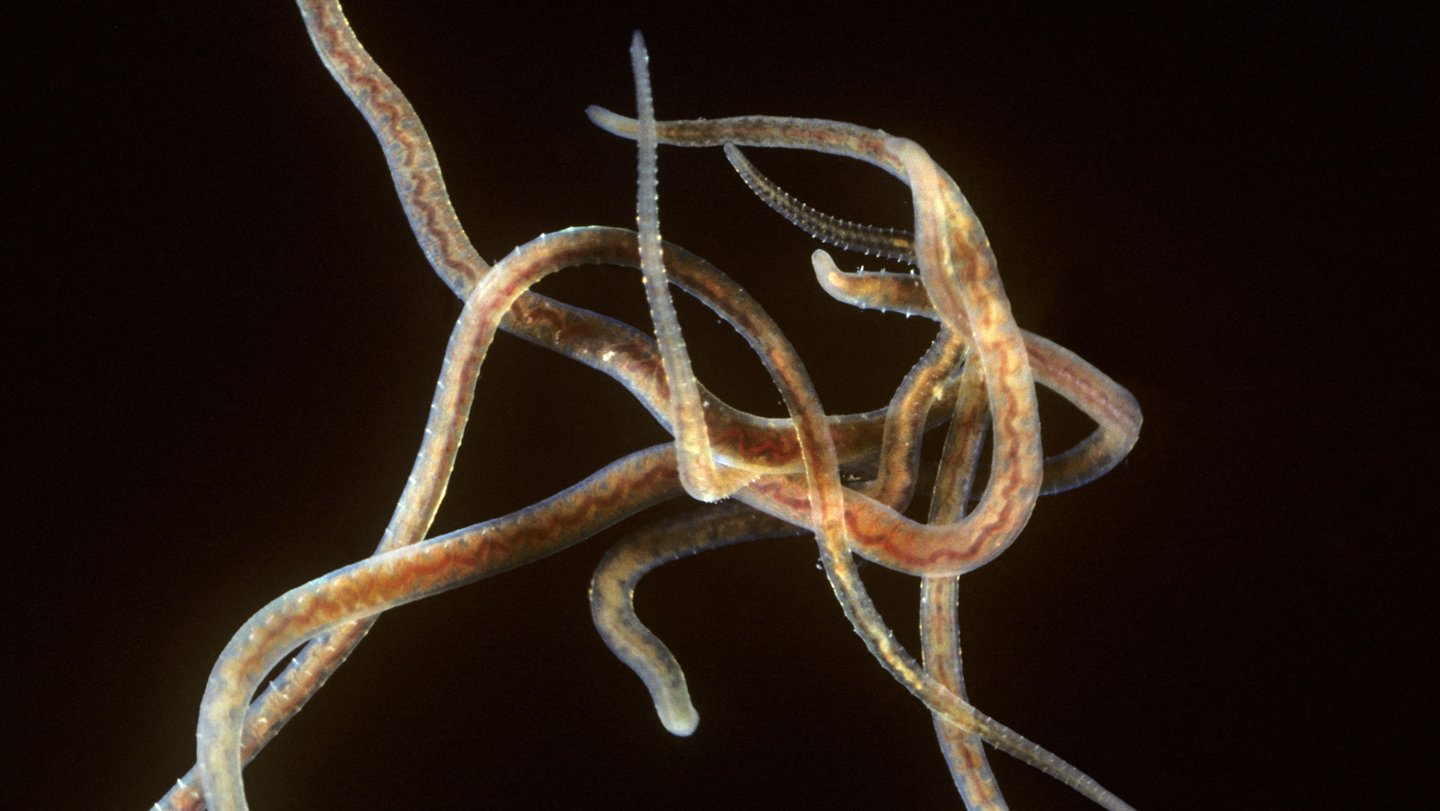 The California blackworm (Lumbriculus variegatus) displays the unusual ability to move faster in ...
