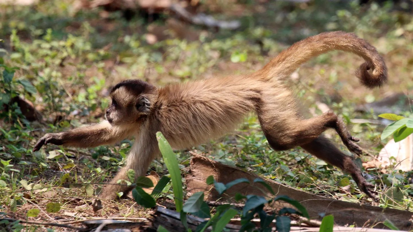 Bearded capuchin monkeys (Sapajus libidinosus) (shown) in Brazil are more in the mood for meat as...