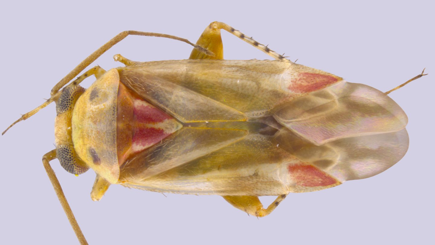 Swiftiephylus taylorae (shown) is one of four newly described plant bug species named after influ...