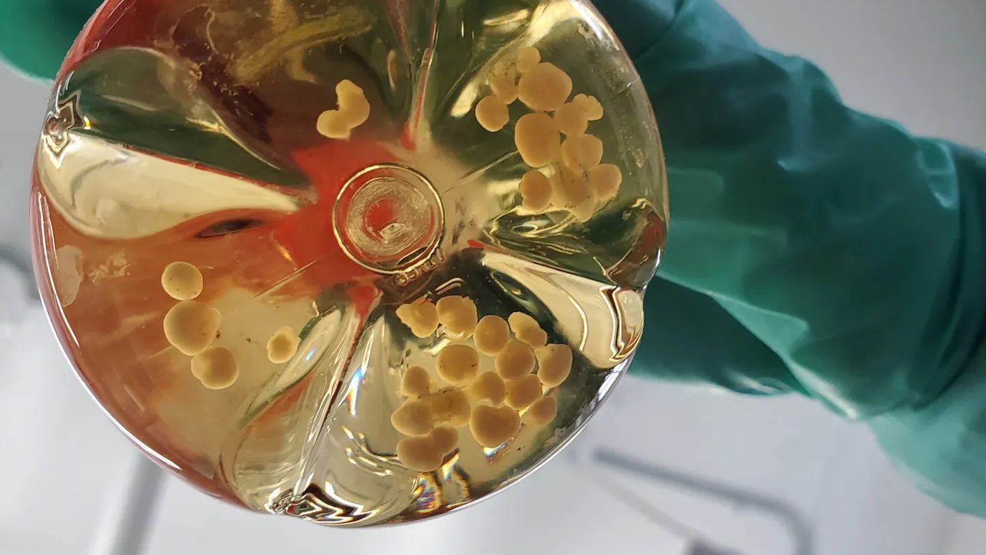 Human brain organoids like these, when transplanted into mice lacking most of their cortex, can g...