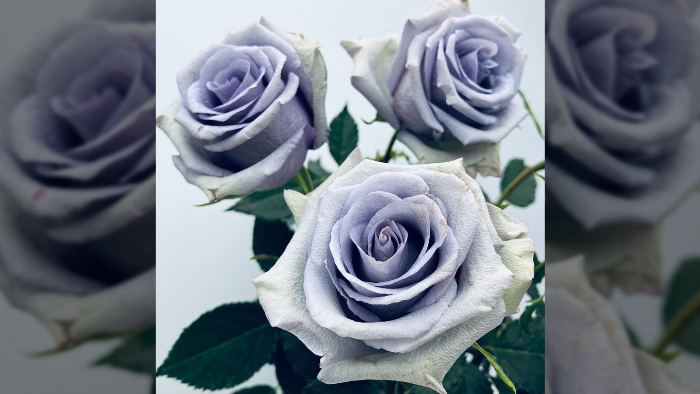 Researchers in Japan genetically engineered a rose to be blue. It took more than just blue pigmen...