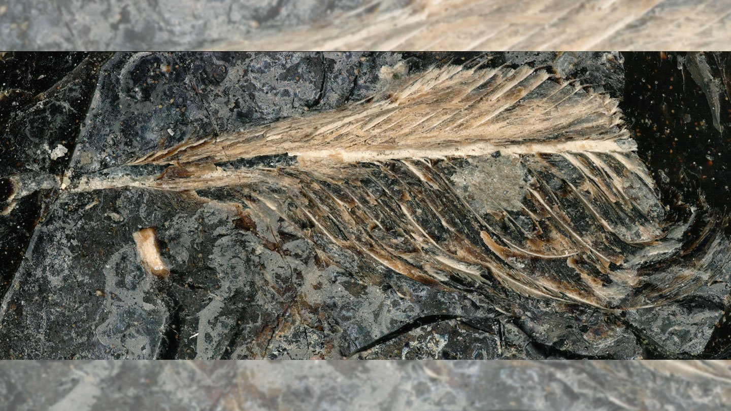 Feathers like this one (shown at 200x magnification) preserved in fossilized dung from a meat-eat...