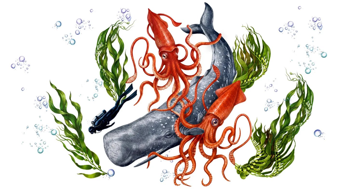 Chances of a sperm whale accidentally swallowing a deep-sea diver are very, very slim — except ...
